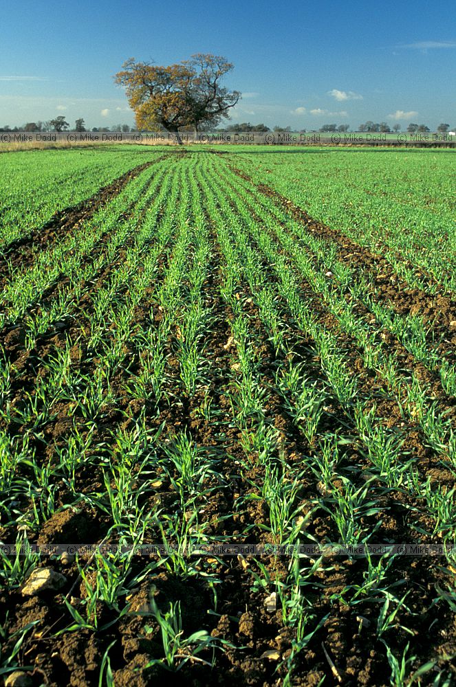 Farmland freshly sprouted cereal Oak tree autumn colour, Soulbury, Buckinghamshire