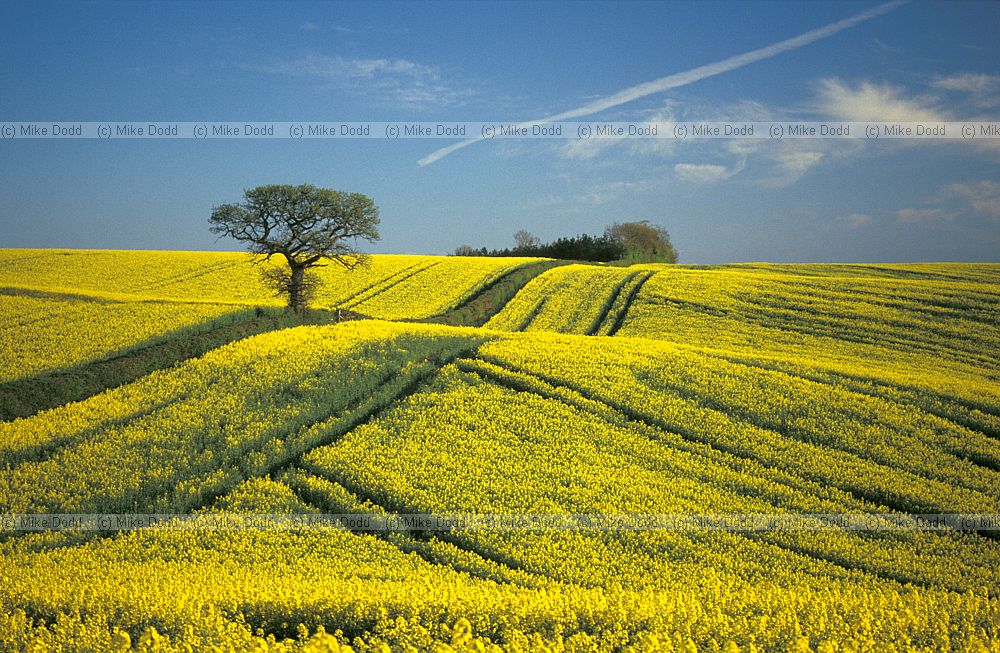 Oilseed rape and oak tree, Chichley hill