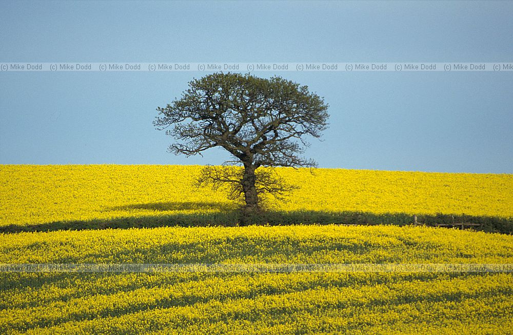 Oilseed rape and oak tree, Chichley hill