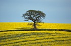 Oilseed rape and oak tree, Chichley hill