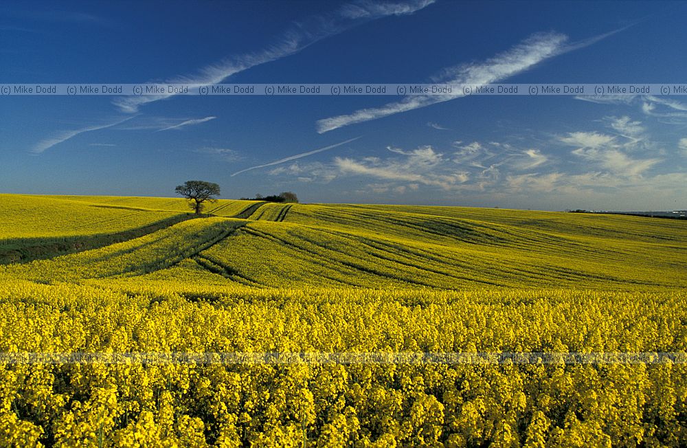 Oilseed rape and oak tree, Chichley hill