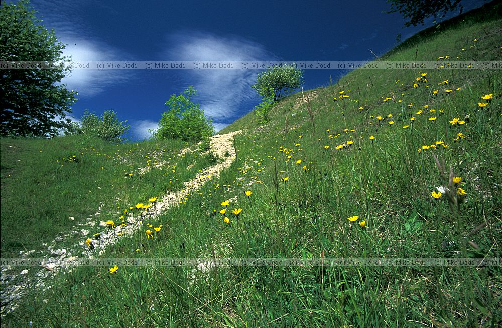 Grassland on oolitic limestone