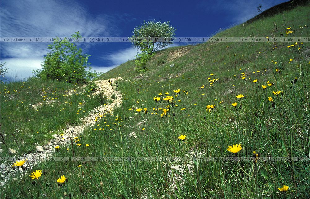 Limestone grassland, Cotswolds