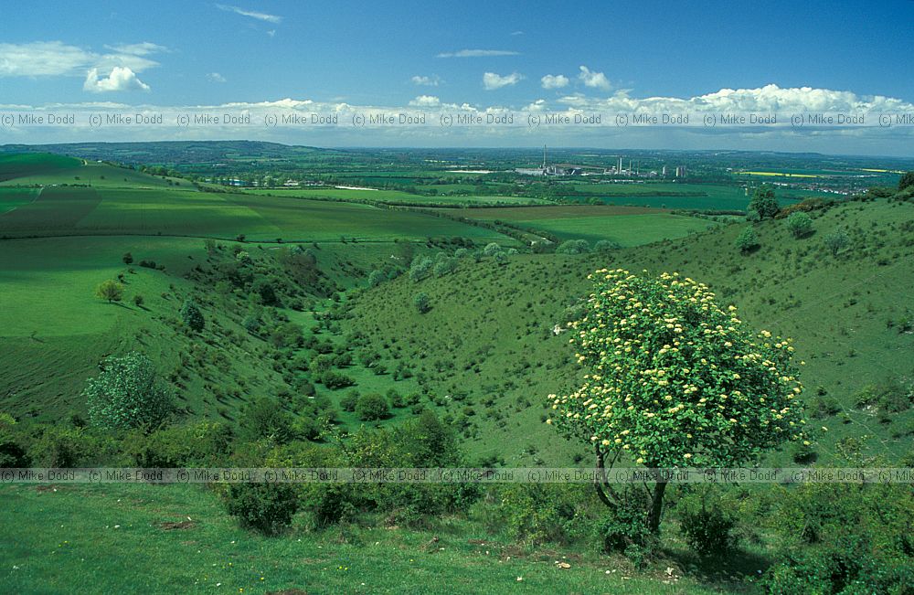 Chalk grassland and scrub, Stepps hill, Ivinghoe
