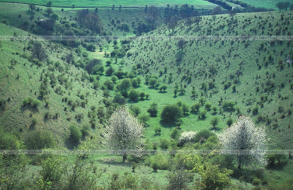 Chalk grassland and scrub, Stepps hill, Ivinghoe