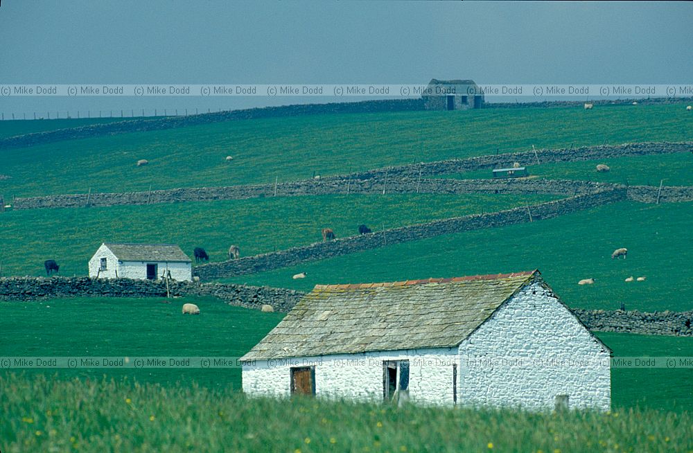 White barns Upper Teesdale