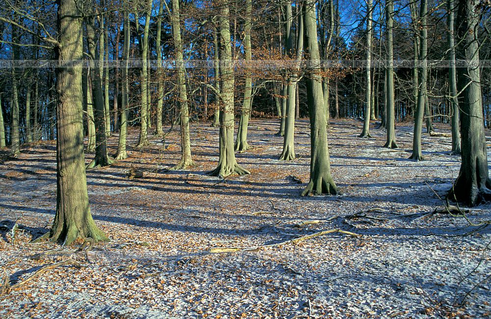 Beech wood snow, Woburn