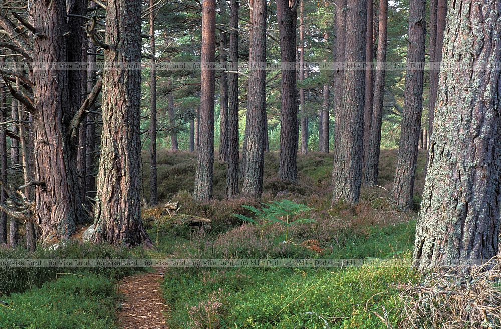 Caledonian pine forest, Rothiemurchas, Scotland