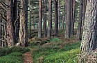 Caledonian pine forest, Rothiemurchas, Scotland