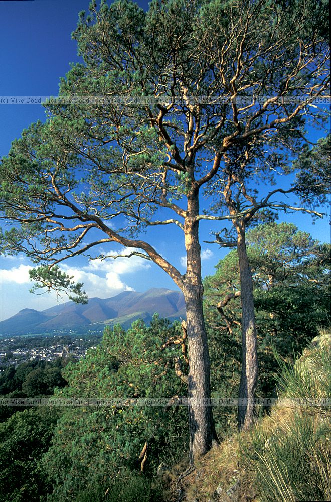 Pines Castle Head, Keswick, Lake District