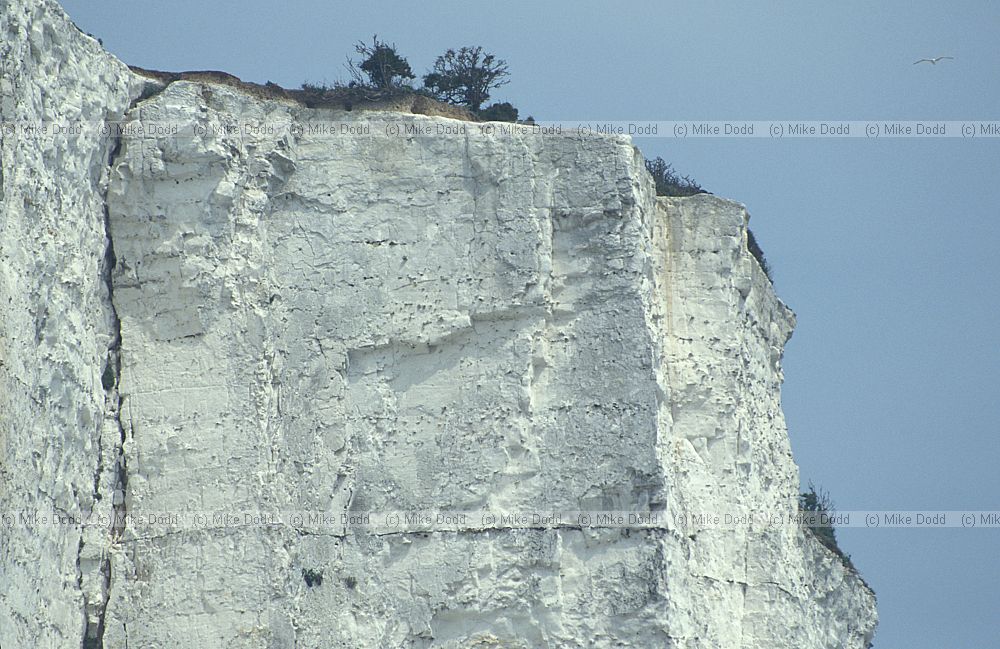 Chalk cliff St Margarets bay, Kent