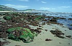 Seaweed on beach with coastline, Lyme Regis, Dorset