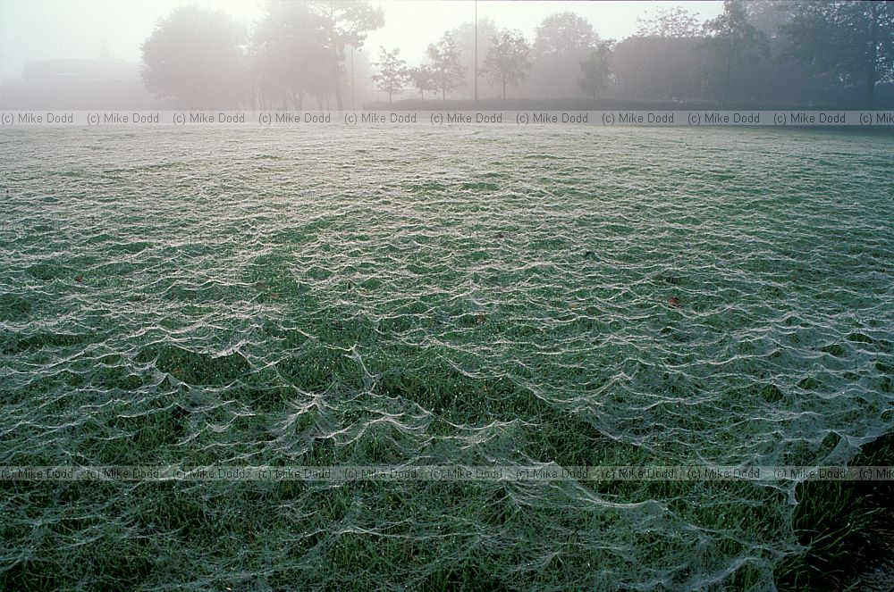 Cobwebs on grass and mist, Walton Hall, Milton Keynes
