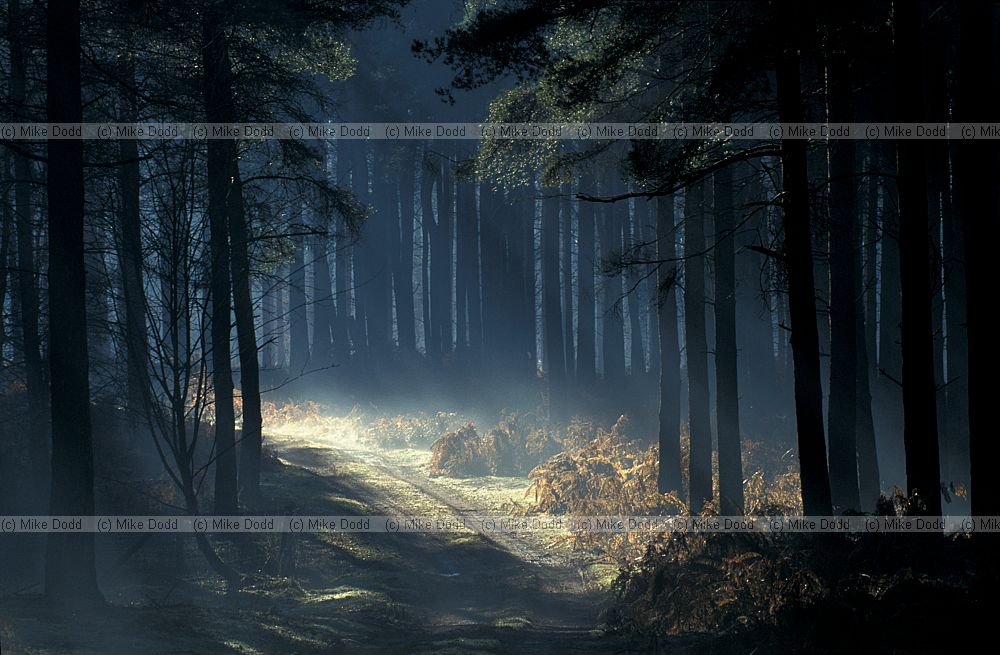 Conifer wood with early morning mist, Brickhill