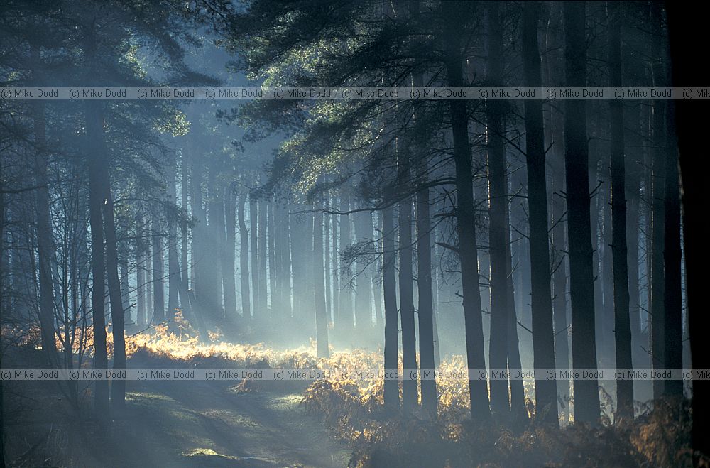 Conifer wood with early morning mist, Brickhill