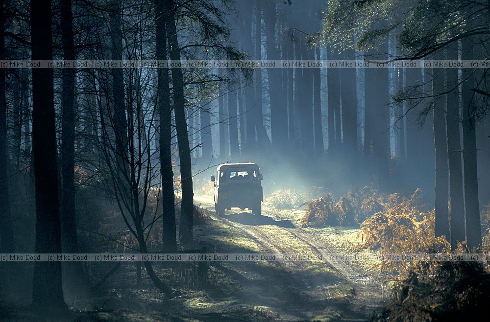 Conifer wood early morning mist landrover, Brickhill