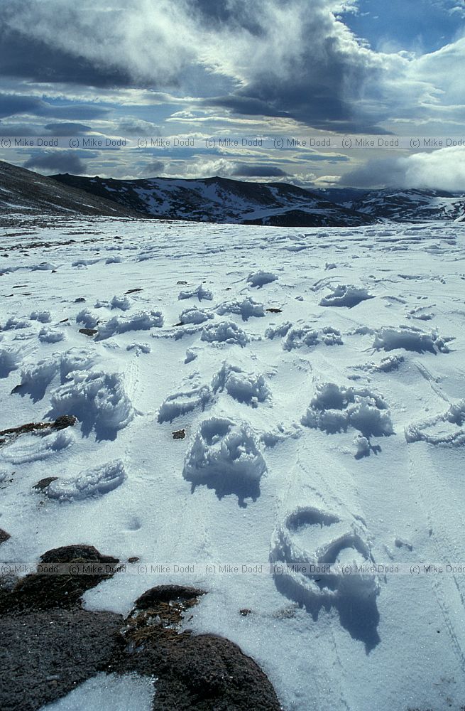 Raised footsteps in snow Cairngorm summit, Scotland