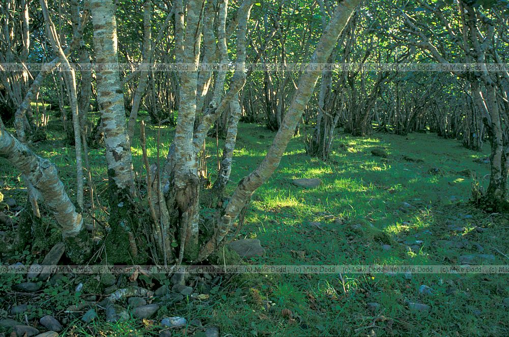 Hazel wood Tokavaig, Skye, Scotland
