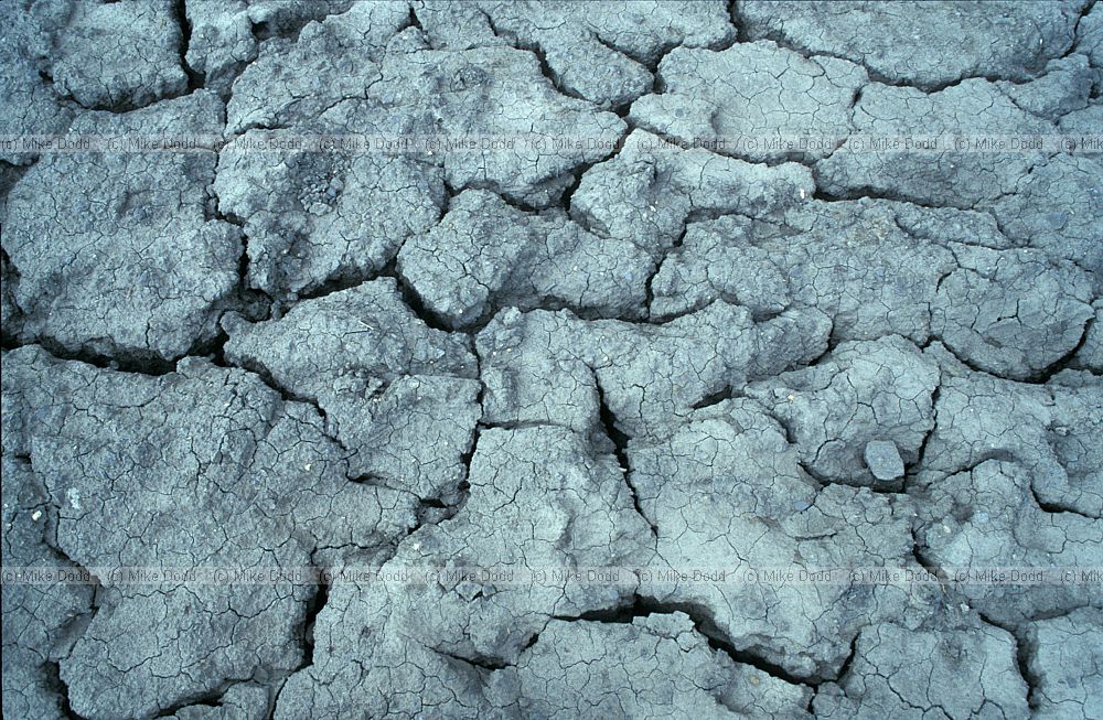 Cracked mud, Lyme Regis, Dorset