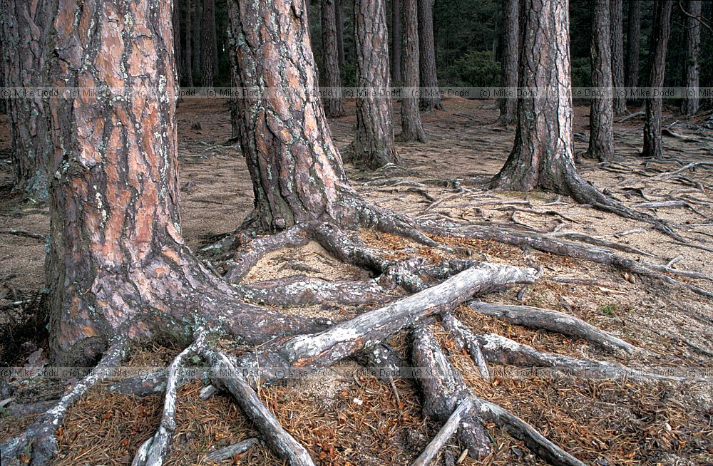 Pine roots, Loch Garten, Scotland