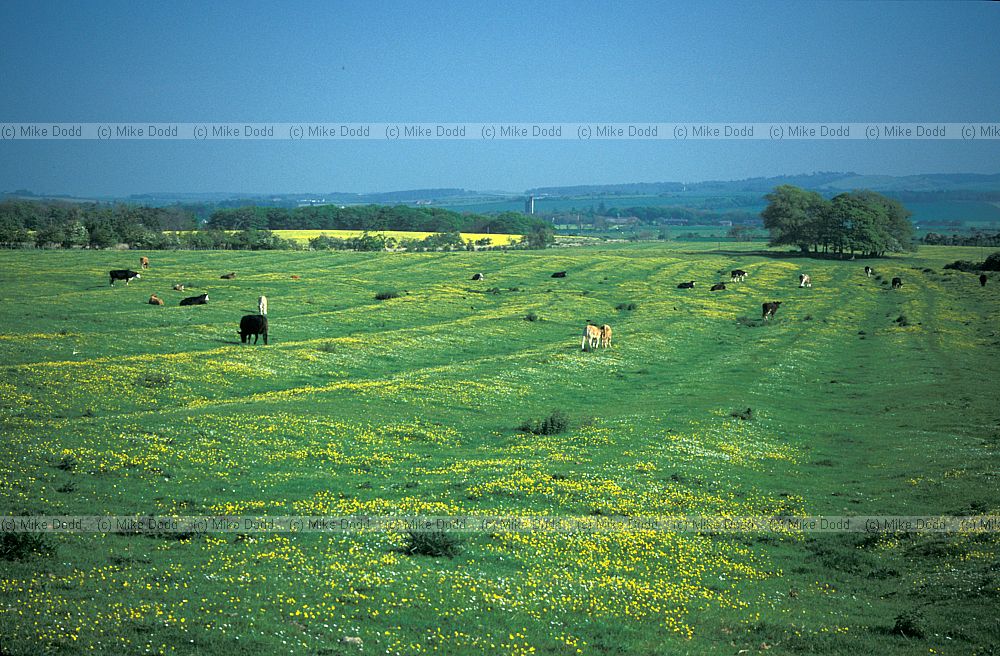 Ridge and furrow grassland, Northumberland