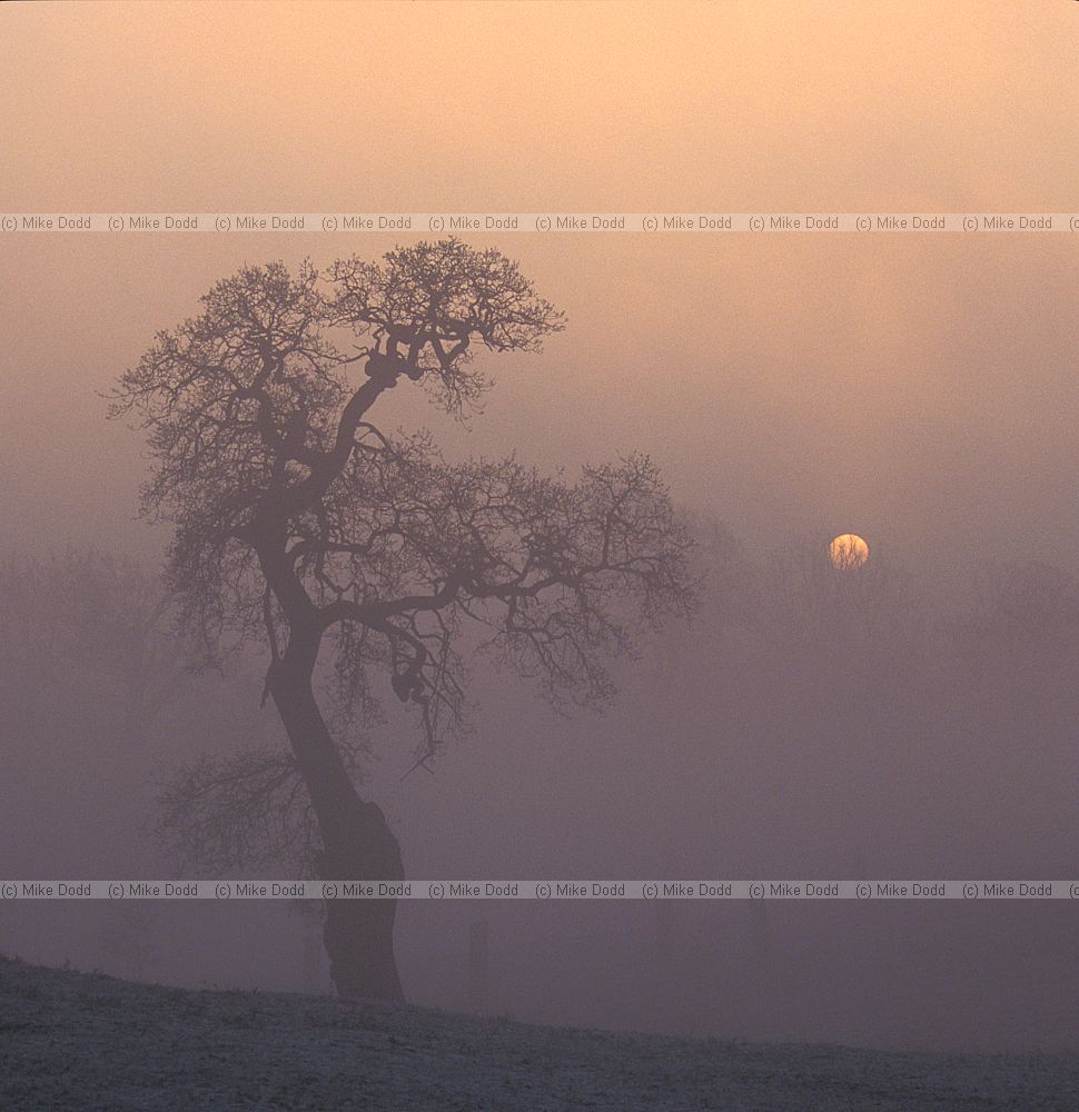Sunrise oak, Woburn