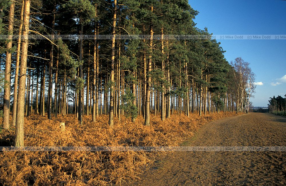 Pine plantation with braken, Woburn