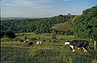 cattle grazing chalk grassland Pulpit hill chilterns