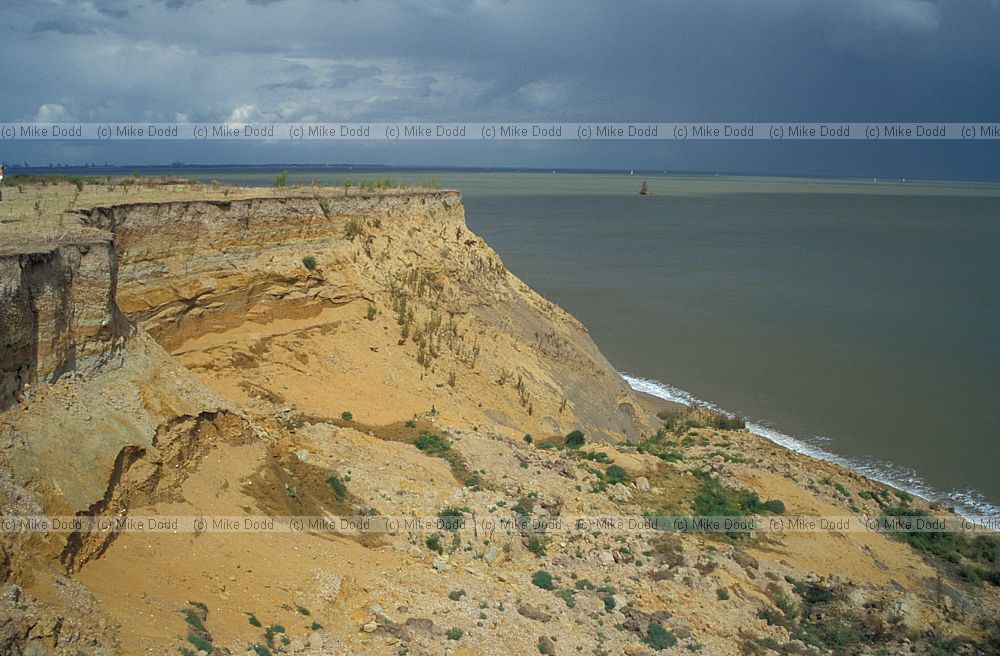 Eroding soft sea cliffs Walton on the Naze, Essex