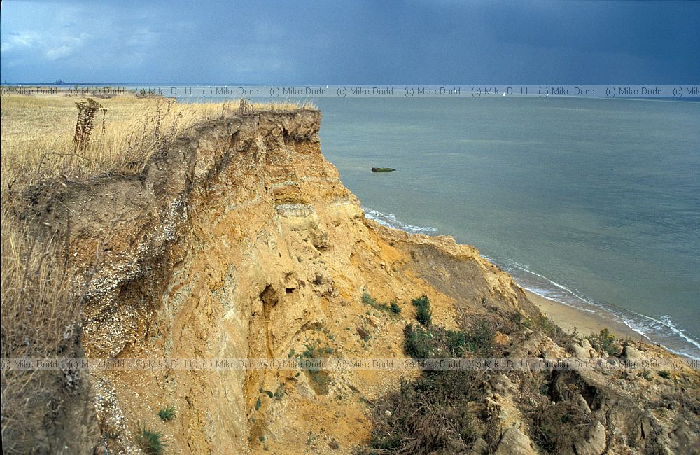 Eroding soft sea cliffs Walton on the Naze, Essex