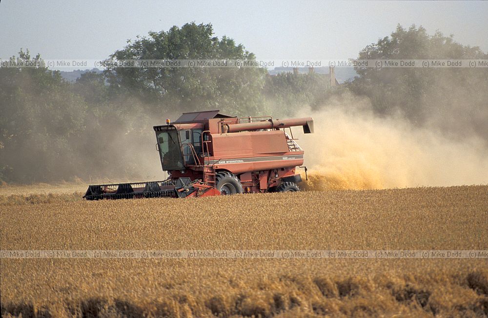 Harvesting cereal with combine harvester, considerable dust coming out the back.  near Bedford