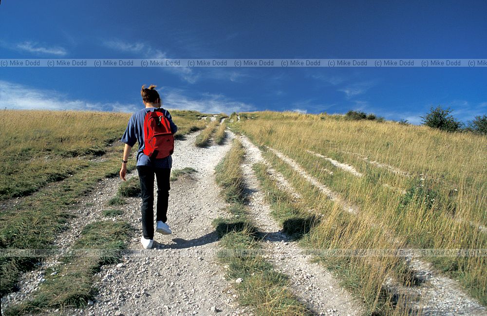 Eroded footpaths on chalk downland, Ivinghoe beacon