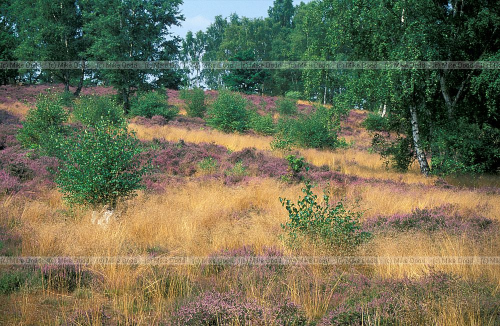 Heathland Ampthill, Bedfordshire