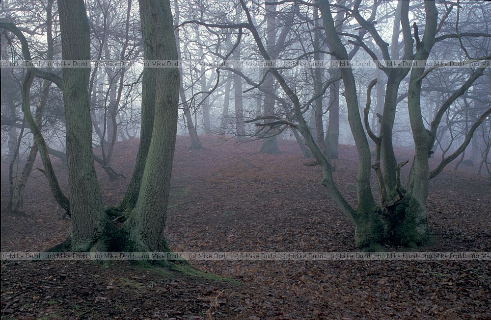 Misty woods with coppaced oaks, Stockgrove park, Heath and Reach, Bedfordshire