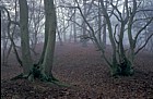 Misty woods with coppaced oaks, Stockgrove park, Heath and Reach, Bedfordshire