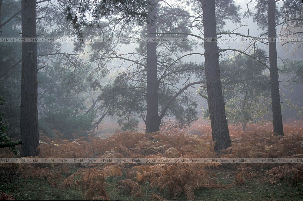 Pines mist the Lodge RSPB, Sandy