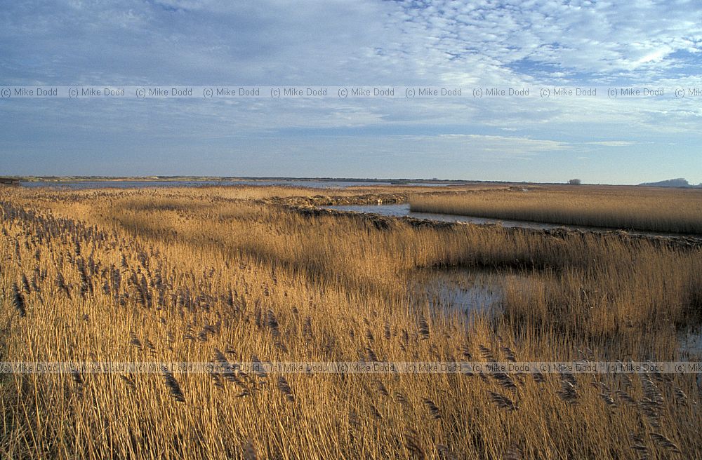 Reedbed brown in winter, Titchwell, Norfolk
