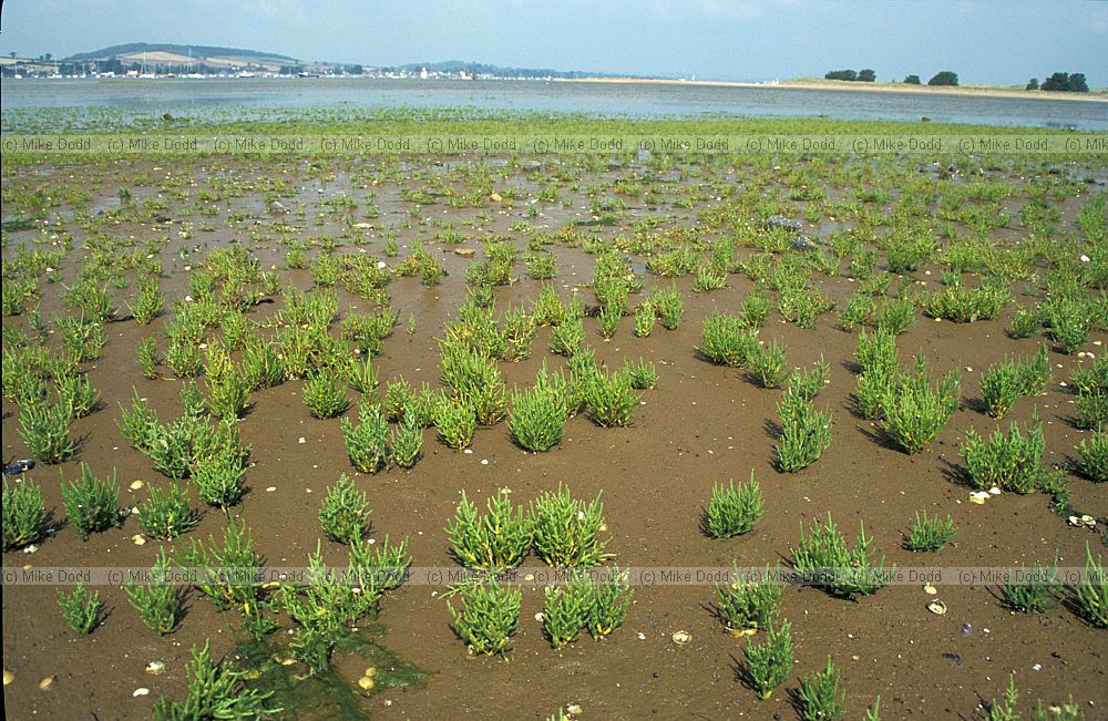 Salicornia glasswort, Dawlish Warren, Devon
