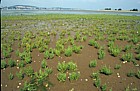 Salicornia glasswort, Dawlish Warren, Devon