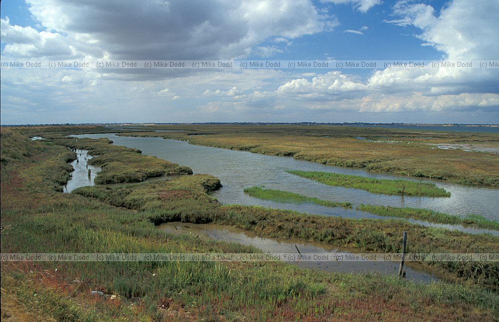 Saltmarsh Walton on the naze, Essex