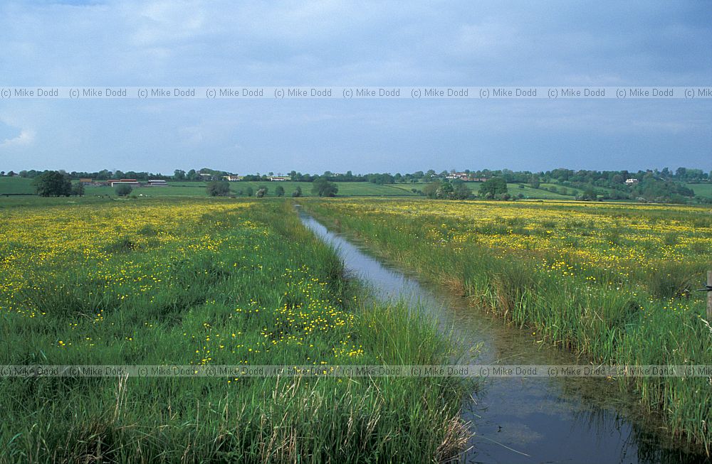 Species rich damp grassland Tadham moor, Somerset