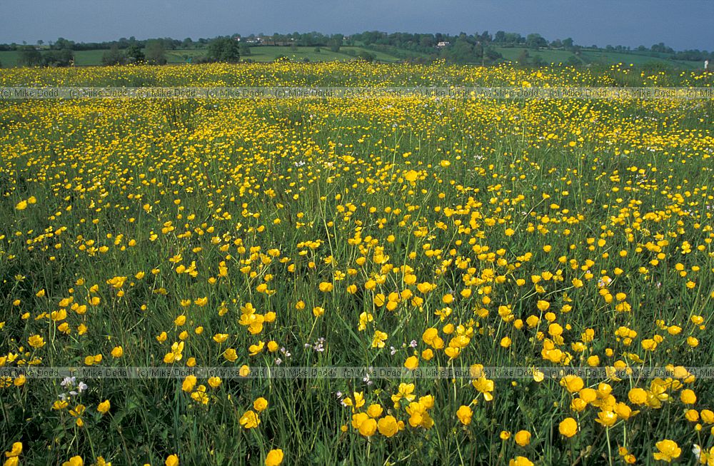 Species rich damp grassland Tadham moor, Somerset
