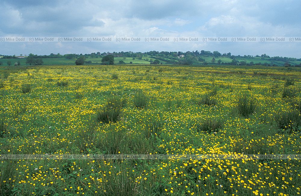 Species rich damp grassland Tadham moor, Somerset