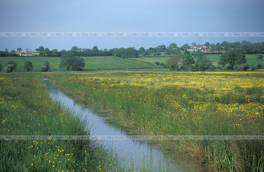 Species rich damp grassland Tadham moor, Somerset