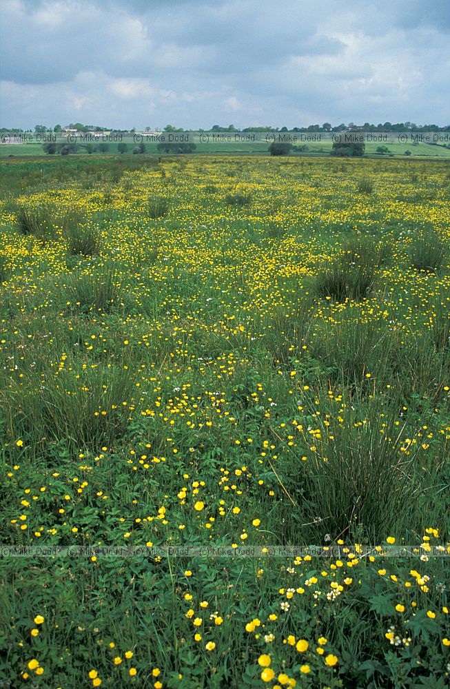 Species rich damp grassland Tadham moor, Somerset