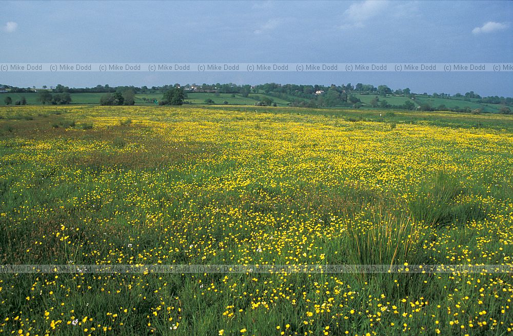 Species rich damp grassland Tadham moor, Somerset