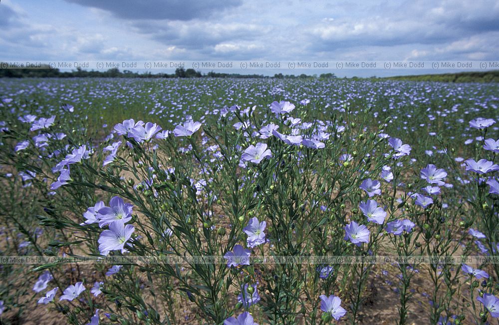 Linseed crop in flower