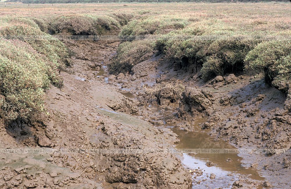 Gully in saltmarsh, Norfolk