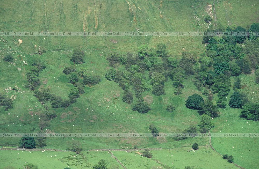 Hillside with spring line and bushes, Longsleddale, Lake District