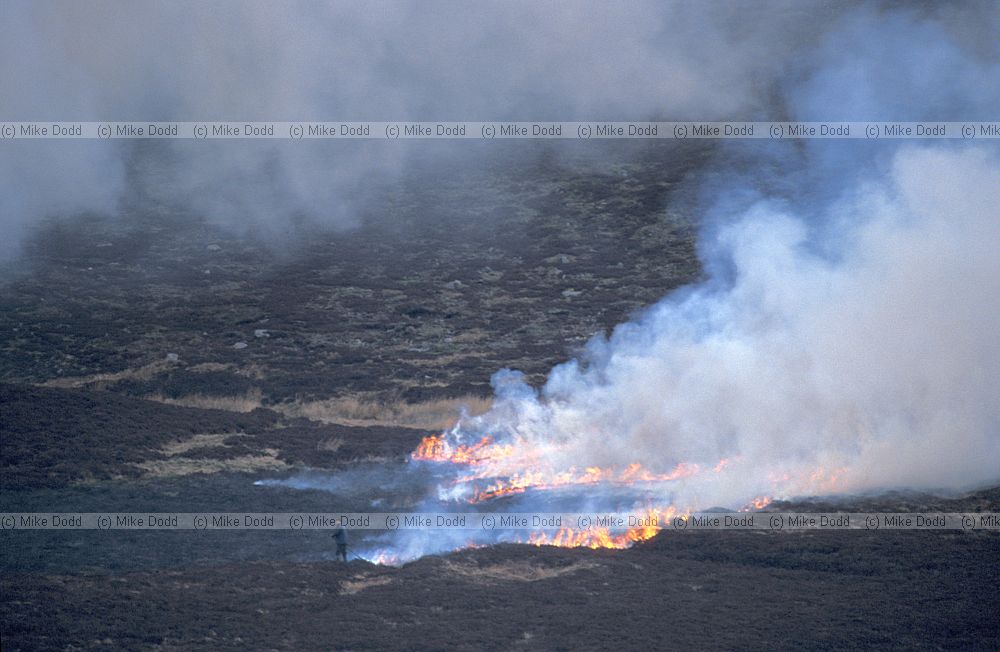 Moor burning, flames, smoke, Swaledale, Yorkshire